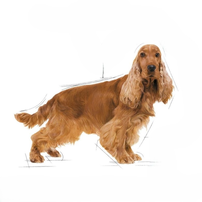 Cocker Spaniel